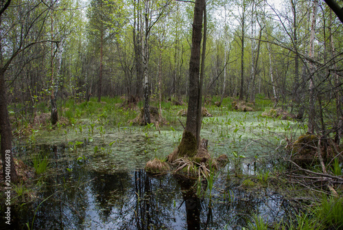 Wild swamp in a birch forest during early spring with green water plants.