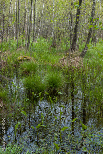 Lush green sedge tussocks and water plants growing in a marshy swamp.