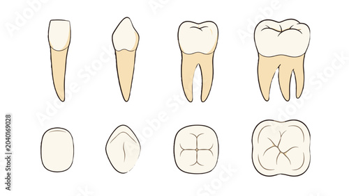 Photos Vector set of human teeth with front and top anatomical views
