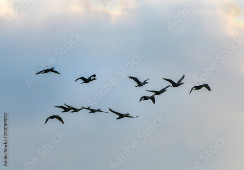 Obraz na płótnie A migratory flock of Cormorant birds flying silhouetted against late afternoon sky