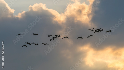 Fotografía A migratory flock of Cormorant birds flying silhouetted against late afternoon sky