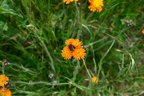 Blooming devil's Paintbrush.. Blossom details of Hieracium aurantiacum.