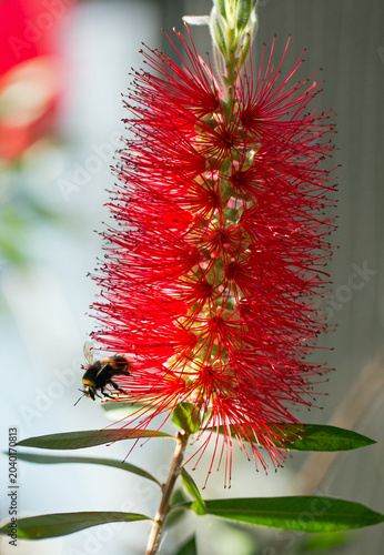  Bottlebrush - Callistemon with a bumble bee feeding on one of the flowers.  An Australian native  shrub famous for its vibrant, fuzzy cylindrical flower spikes