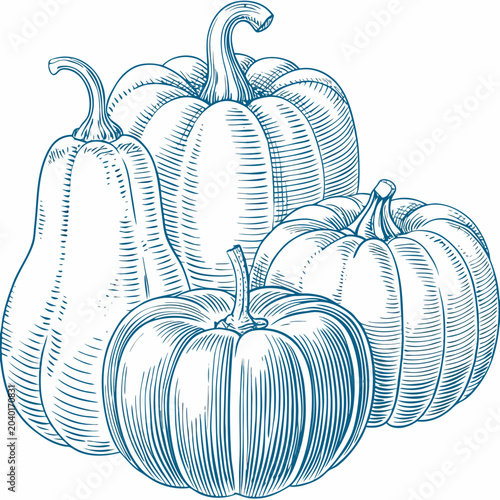 Fotografie Pumpkins And Gourds A Detailed Blue Line Engraving Illustration