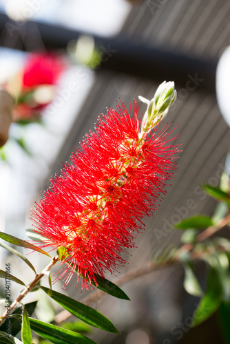 single stemmed Bottle brush flower - Callistemon rigidus  in full bloom.