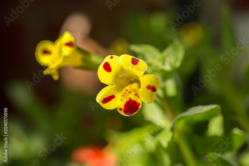 Yellow and red speckled Mimulus flower also known as Common Monkey Flower in full bloom, lit by natural sunlight