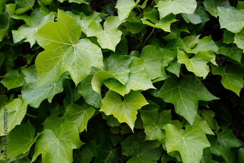 Bild auf Leinwand patrones de hojas verdes