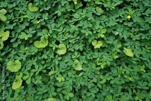 Foto patrones de hojas verdes
