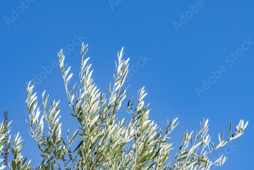 Photos Olive (Olea europaea, European olive) is a species of subtropical evergreen tree in the family Oleaceae