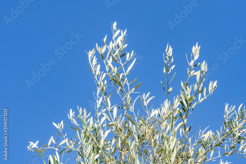 Tableau sur toile Olive (Olea europaea, European olive) is a species of subtropical evergreen tree in the family Oleaceae