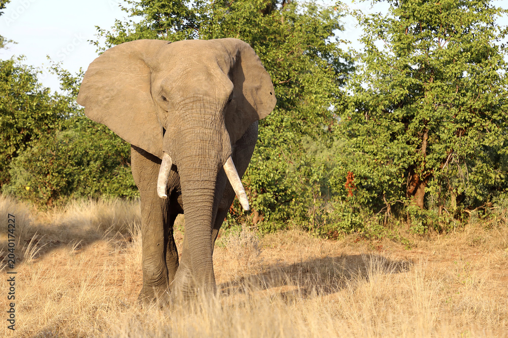 Fototapeta premium Afrikanischer Elefant / African elephant / Loxodonta africana