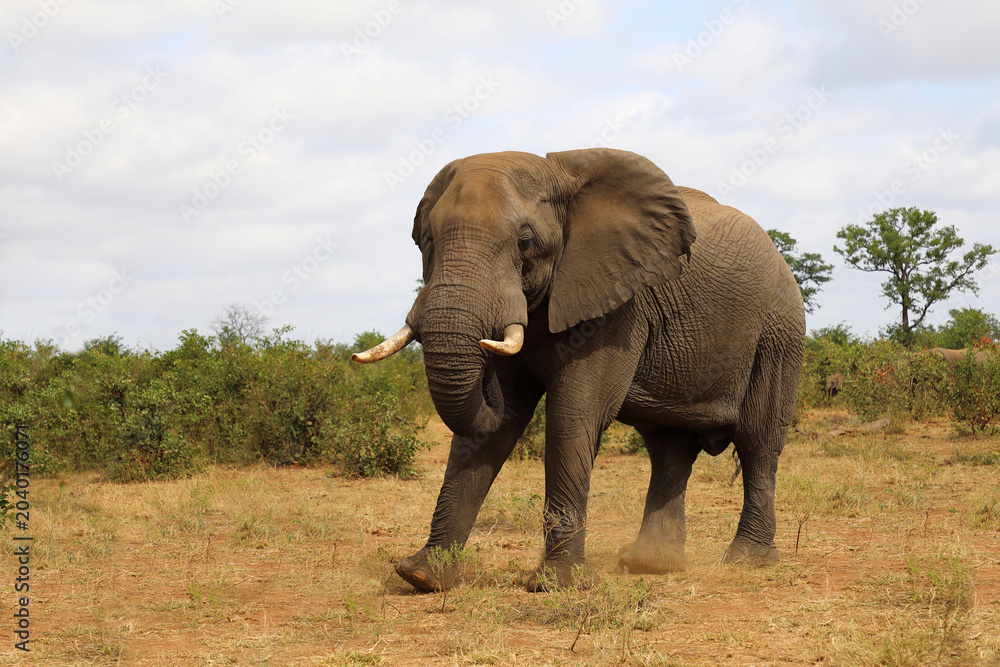 Obraz premium Afrikanischer Elefant / African elephant / Loxodonta africana