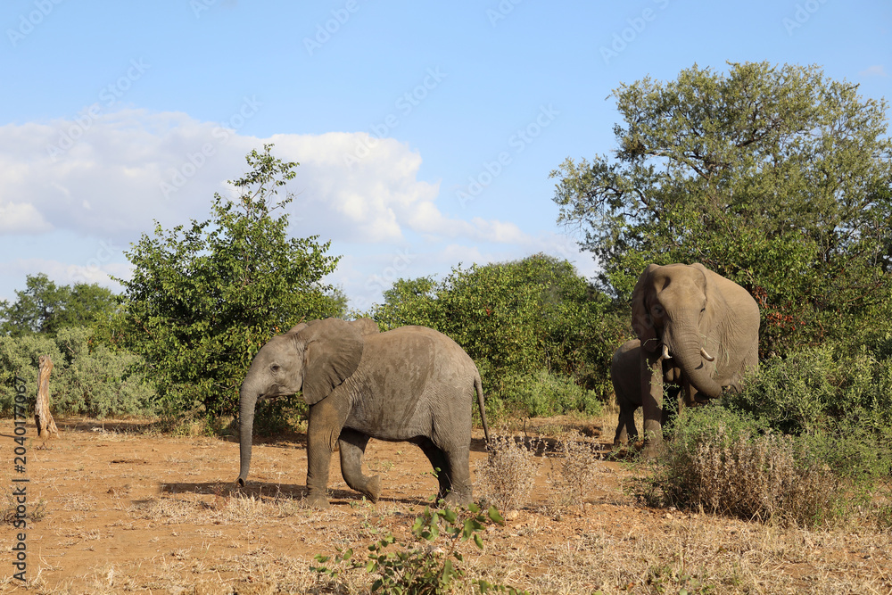 Fototapeta premium Afrikanischer Elefant / African elephant / Loxodonta africana