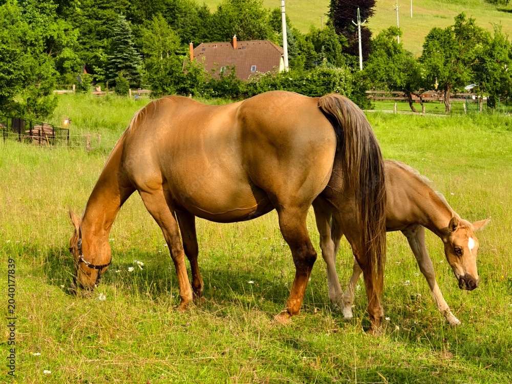 Obraz premium mare with foal