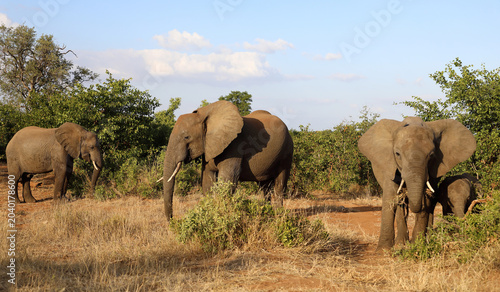 Photography Afrikanischer Elefant / African elephant / Loxodonta africana