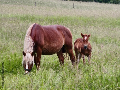 mare with foal grazing in tall grass