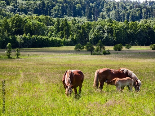horses on pasture