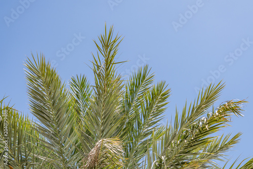 Phoenix dactylifera, commonly known as the date palm, is a flowering-plant species in the palm family Arecaceae. The Palazzo at The Venetian Resort, Las Vegas Boulevard, Clark County, Nevada.