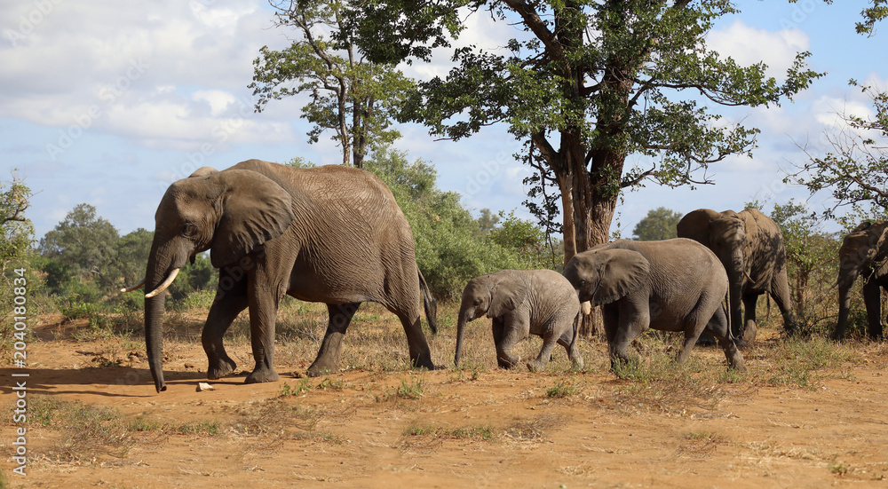 Fototapeta premium Afrikanischer Elefant / African elephant / Loxodonta africana