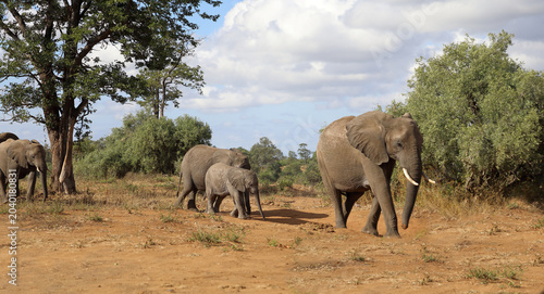 Photography Afrikanischer Elefant / African elephant / Loxodonta africana