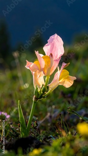 Close-up of blooming pink and yellow tulips in garden.