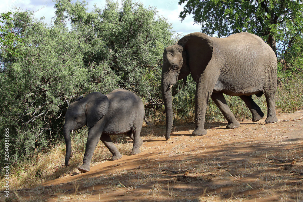 Fototapeta premium Afrikanischer Elefant / African elephant / Loxodonta africana