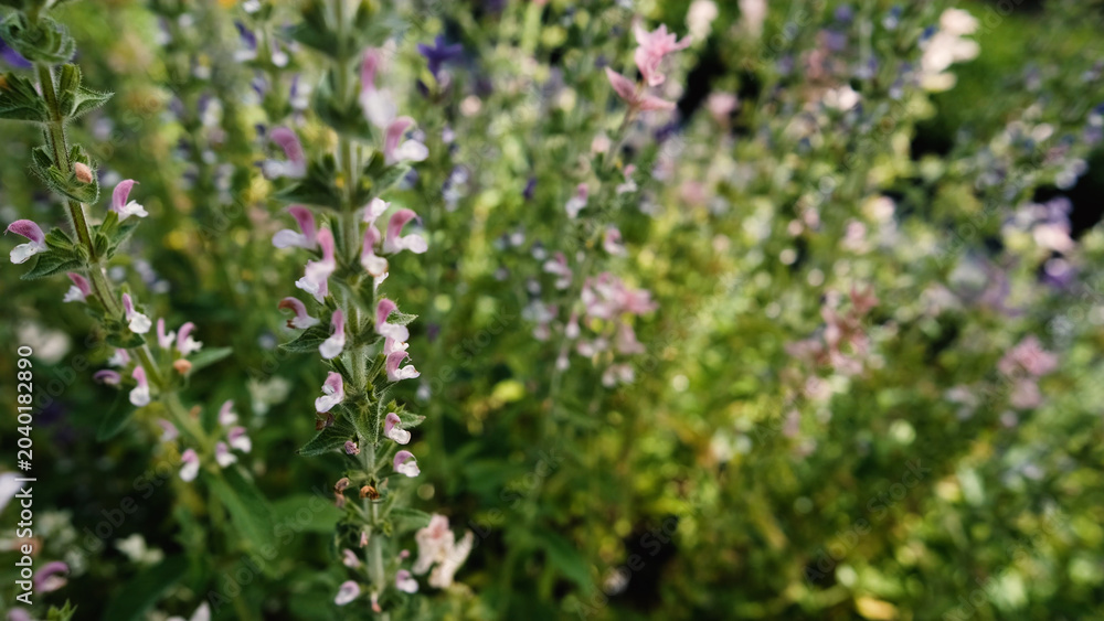 Obraz premium Salvia horminum with tall, branched stems and multicolored flowers, growing in a Siberian plant nursery. This vibrant sage from the mint family thrives in dry soils and full sun.