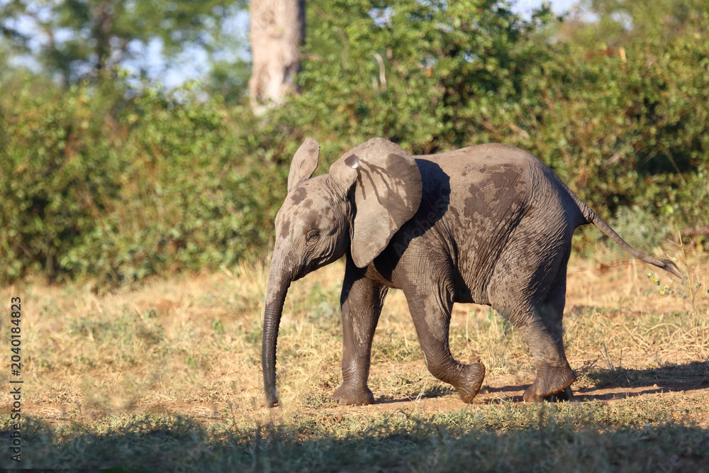 Fototapeta premium Afrikanischer Elefant / African elephant / Loxodonta africana