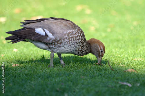 Australian wood duck eats on green Meadow, water ducks, yanchep national park, perth, western australia