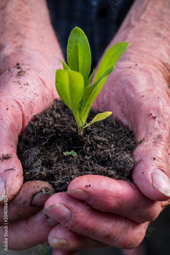 Old hands holding green young seedling in soil, planting new life