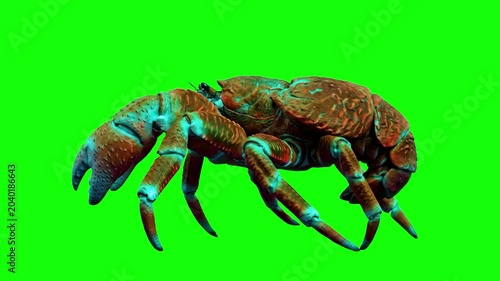 A detailed 3D animation of a realistic textured blue and orange coconut crab crawling in a side profile view. This green screen asset is designed for nature documentaries, wildlife educational content