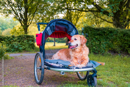 Golden Retriever dog enjoying a summer park ride in stroller