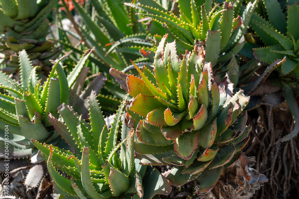 Obraz premium Detailed view of thick, fleshy succulent leaves with serrated edges, highlighting natural patterns, rugged textures, and survival adaptations in a botanical setting.