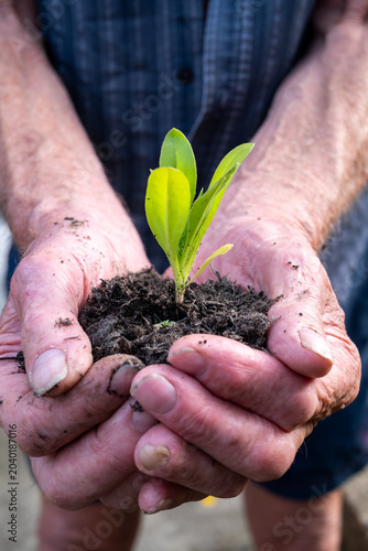 Old hands holding green seedling and dark soil