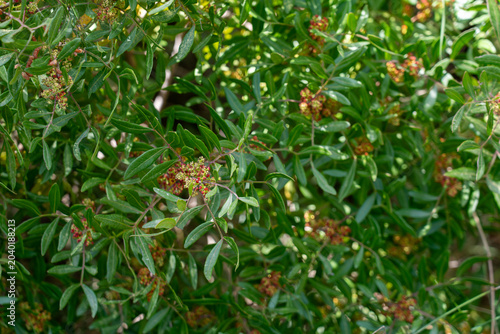Photos The branches are heavily laden with leathery, pinnate leaves and small, intricate reddish flower clusters under bright, dappled sunlight