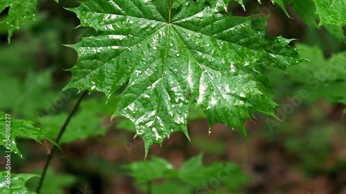 Wet green maple leaf covered in raindrops after a summer shower in the forest; conceptual for environmental purity, fresh rainy weather, and botanical ecology