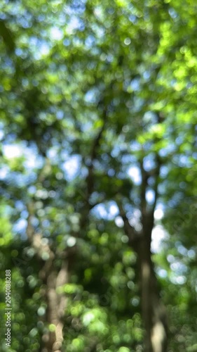 Defocused green trees and blue sky bokeh nature background