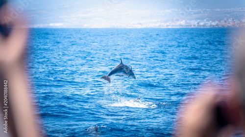 Fotografía Spectacular action shot of a wild bottlenose dolphin breaching and jumping high out of the deep blue Atlantic ocean water