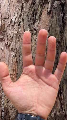 Man's hand touching rough tree bark texture in natural forest