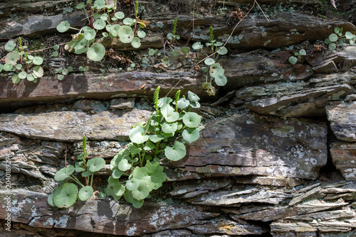 Картината върху платно Navelwort flourishing among dry stacked stones