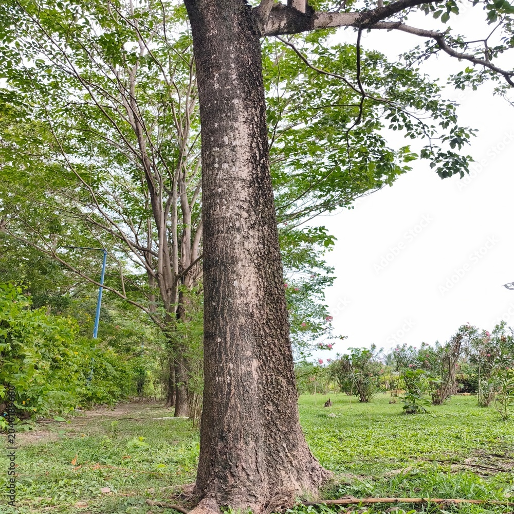 Fototapeta premium A tall old green tree with dense foliage standing in a park under a bright sky