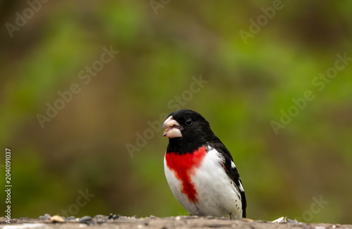Obraz na płótnie Grosbeak 