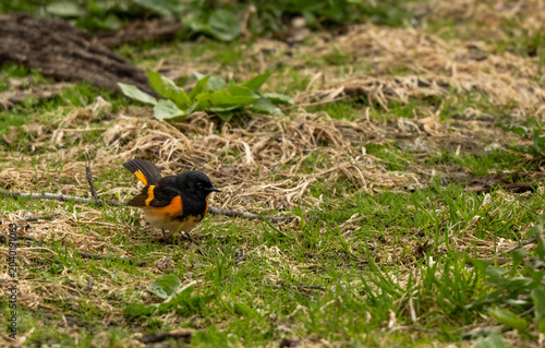 red start in grass