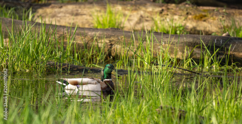 duck on the water