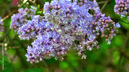 Vibrant purple lilac blossoms blooming on a branch in spring; conceptual for seasonal renewal, floral fragrance, garden horticulture, and romantic nature backgrounds