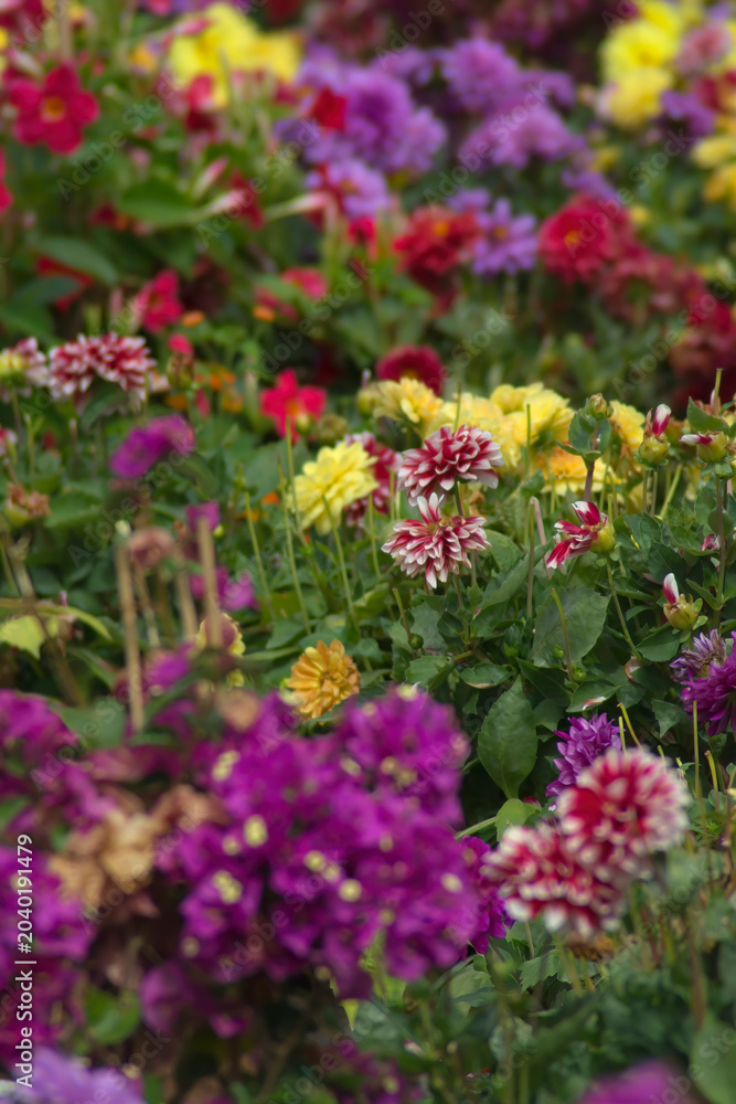 Obraz premium Flowers