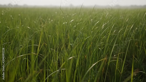 Green Grass Field Swaying in Gentle Breeze, Natural Landscape Background