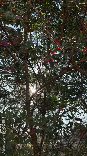 Panning shot of tree branches with sunlight filtering through dense leaves and red new growth in suburban backyard sky