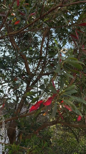 Panning shot of tree branches with red new leaves swaying with sun flare in backyard garden during warm afternoon