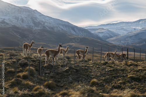 Photography A herd of wild guanacos standing on a grassy, rocky hillside in the Patagonian s